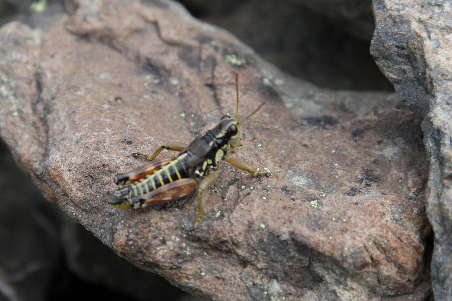 Cavallette alpine: Podisma pedestris e Kisella alpina